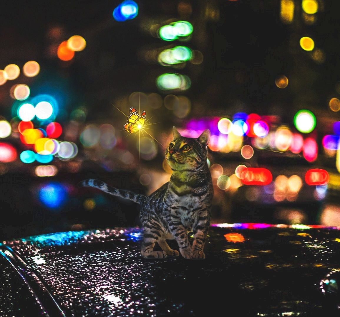 Wonder Cat Manipulation